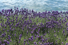 Lavendel-am-See