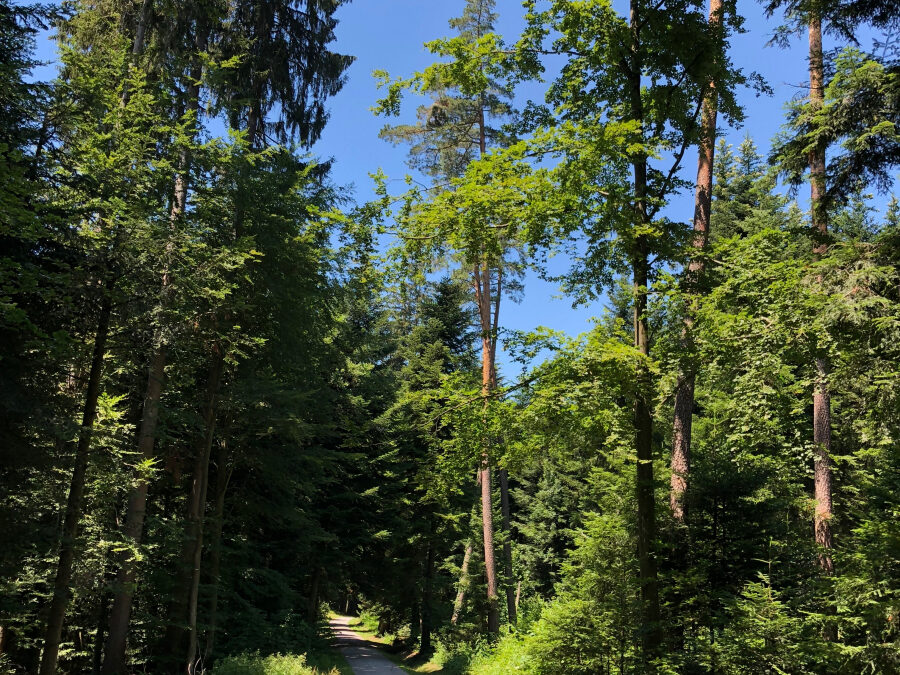 Wald und Natur